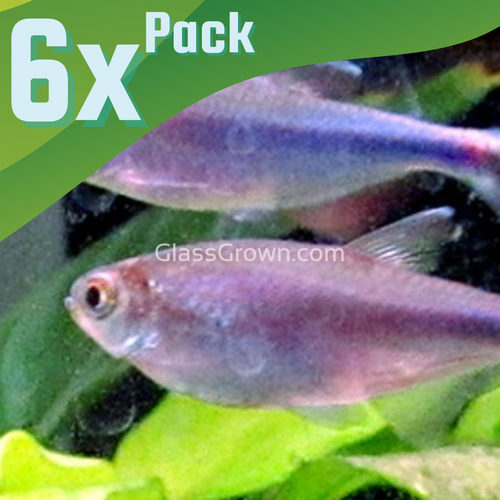 Cochu's Blue Tetra 6 Pack-Live Animals-Glass Grown Aquatics-School of 6-Glass Grown Aquatics-Aquarium live fish plants, decor