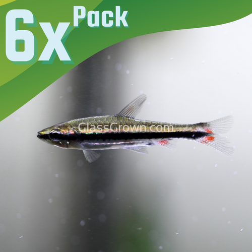 Golden Pencilfish 6 Pack-Live Animals-Glass Grown Aquatics-School of 6-Glass Grown Aquatics-Aquarium live fish plants, decor