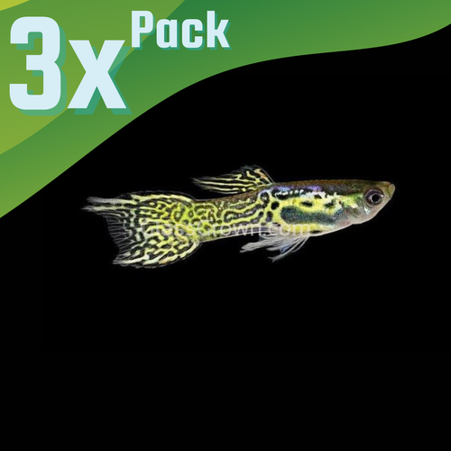 Male Green Cobra Endlers 3 Pack-Live Animals-Glass Grown-3x-Glass Grown Aquatics-Aquarium live fish plants, decor