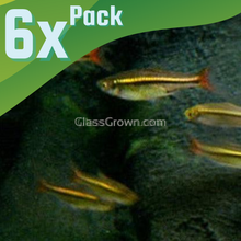 Load image into Gallery viewer, Brilliant Rasboras 6 Pack-Live Animals-Glass Grown-School of 6-Glass Grown Aquatics-Aquarium live fish plants, decor
