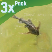 Load image into Gallery viewer, Anchor Moth Mini Catfish 3 Pack-Live Animals-Glass Grown-School of 3-Glass Grown Aquatics-Aquarium live fish plants, decor
