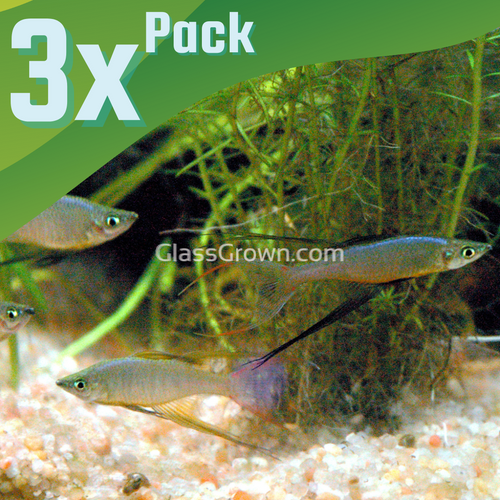 Threadfin Rainbowfish 3 Pack-Live Animals-Glass Grown Aquatics-School of 3-Glass Grown Aquatics-Aquarium live fish plants, decor