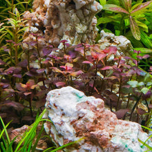 Load image into Gallery viewer, 1 CENT SAMPLE Mystery Red Stem Plant-Aquatic Plants-Glass Grown Aquatics-Glass Grown Aquatics-Aquarium live fish plants, decor
