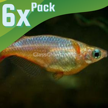 Load image into Gallery viewer, Daisy&#39;s Blue Ricefish 6 Pack-Live Animals-Glass Grown Aquatics-School of 6-Glass Grown Aquatics-Aquarium live fish plants, decor
