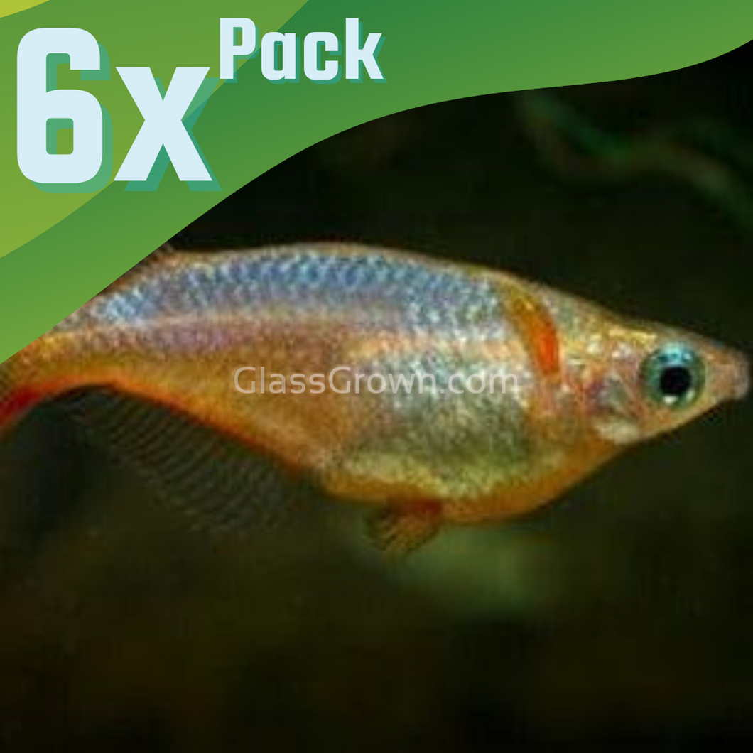 Daisy's Blue Ricefish 6 Pack-Live Animals-Glass Grown Aquatics-School of 6-Glass Grown Aquatics-Aquarium live fish plants, decor