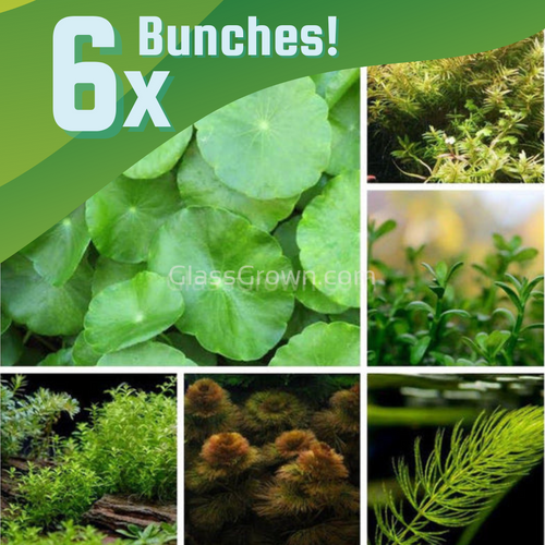 Lower Light Plant Bundle (6 Bunches)-Aquatic Plants-Glass Grown-Single Pack (6 Bunches)-Ten Root Tabs-Glass Grown Aquatics-Aquarium live fish plants, decor