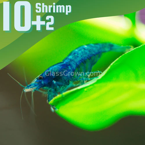 Blue Dream Dwarf Shrimp 10+ Pack-Live Animals-Glass Grown-10x-Glass Grown Aquatics-Aquarium live fish plants, decor
