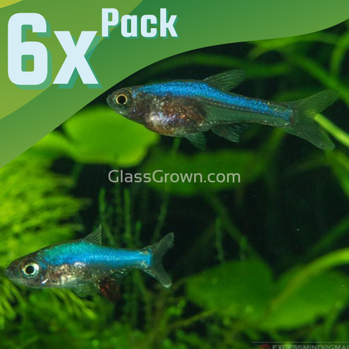 Blue Axelrodi Rasboras 6 Pack-Live Animals-Glass Grown-School of 6-Glass Grown Aquatics-Aquarium live fish plants, decor
