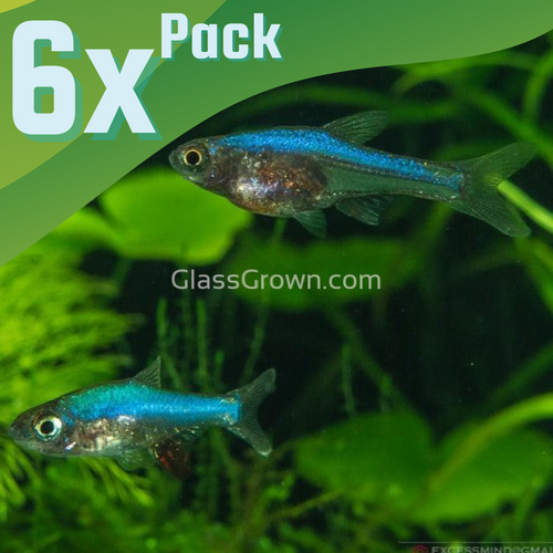 Micro-Rasboras – Glass Grown Aquatics