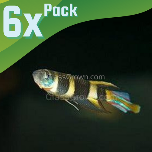 Clown Killifish 6 pack (Rocket Killis)-Live Animals-Glass Grown Aquatics-School of 6-Glass Grown Aquatics-Aquarium live fish plants, decor