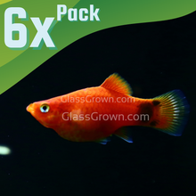 Load image into Gallery viewer, Mickey Mouse Platy 6 Pack-Live Animals-Glass Grown Aquatics-School of 6-Glass Grown Aquatics-Aquarium live fish plants, decor
