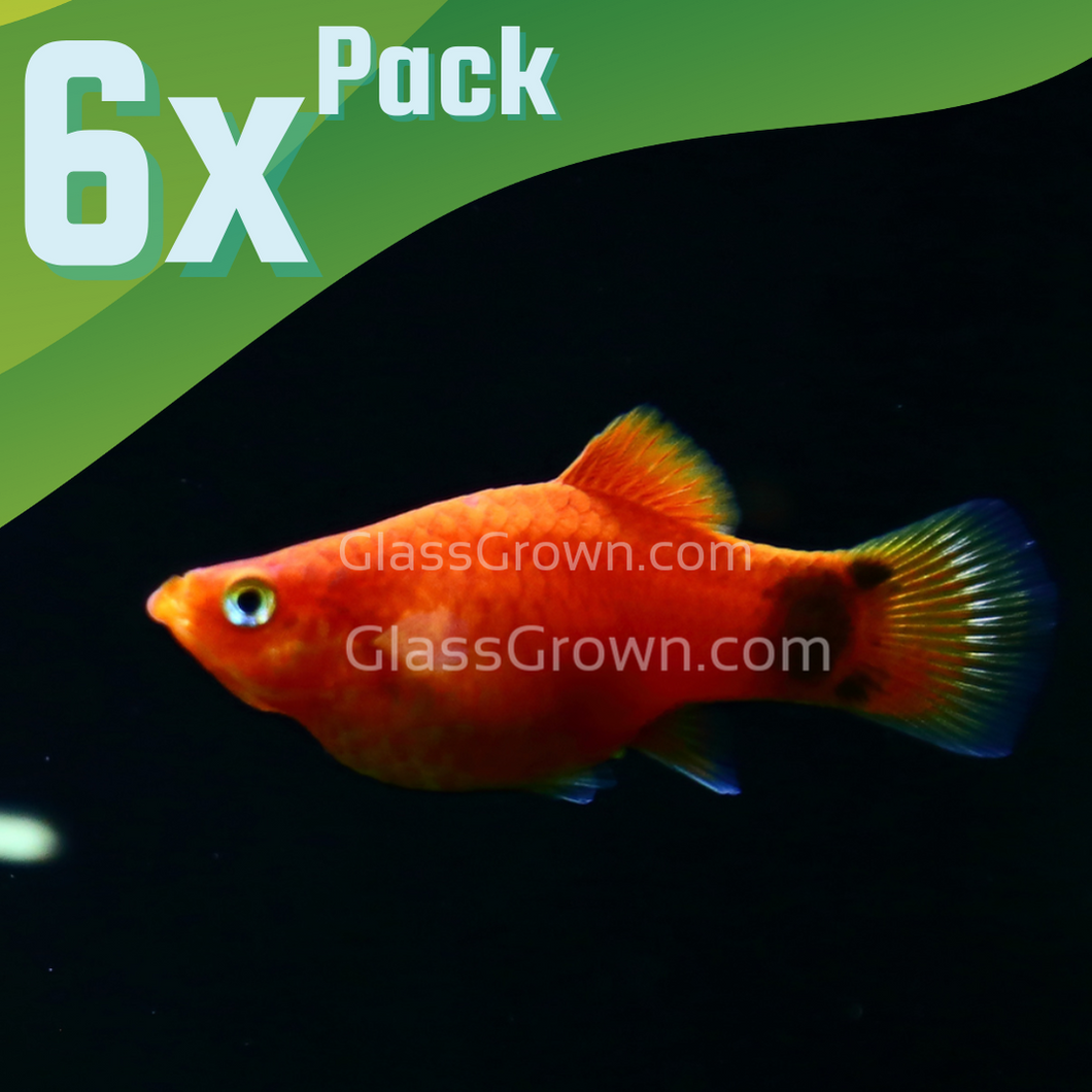 Mickey Mouse Platy 6 Pack-Live Animals-Glass Grown Aquatics-School of 6-Glass Grown Aquatics-Aquarium live fish plants, decor