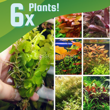 Load image into Gallery viewer, The Color Plant Combo Pack (6 Plants)-Aquatic Plants-Glass Grown-Sure!-Standard Color Pack-Glass Grown Aquatics-Aquarium live fish plants, decor
