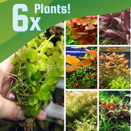 The Color Plant Combo Pack (6 Plants)-Aquatic Plants-Glass Grown-Sure!-Standard Color Pack-Glass Grown Aquatics-Aquarium live fish plants, decor