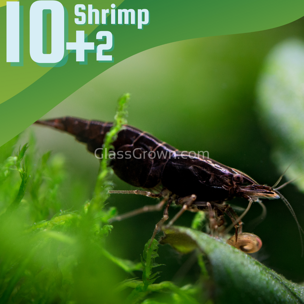 Black Onyx Dwarf Shrimp 10+ Pack-Live Animals-Glass Grown-10x-Glass Grown Aquatics-Aquarium live fish plants, decor