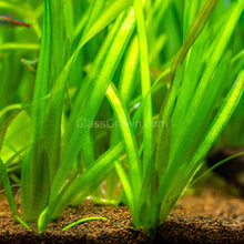 Load image into Gallery viewer, Jungle Vallisneria-Aquatic Plants-Glass Grown-Glass Grown Aquatics-Aquarium live fish plants, decor
