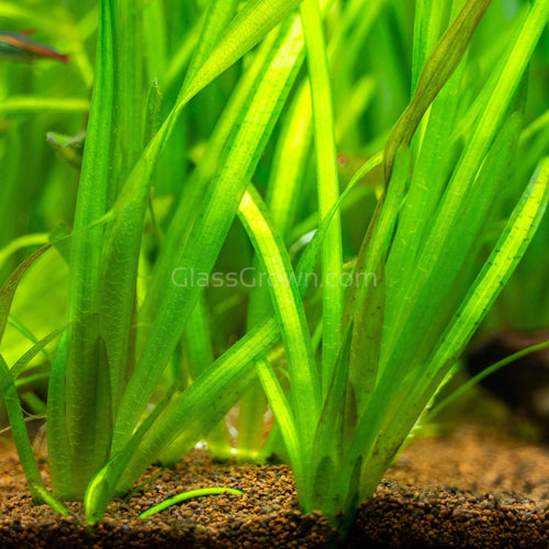 Jungle Vallisneria-Aquatic Plants-Glass Grown-Glass Grown Aquatics-Aquarium live fish plants, decor