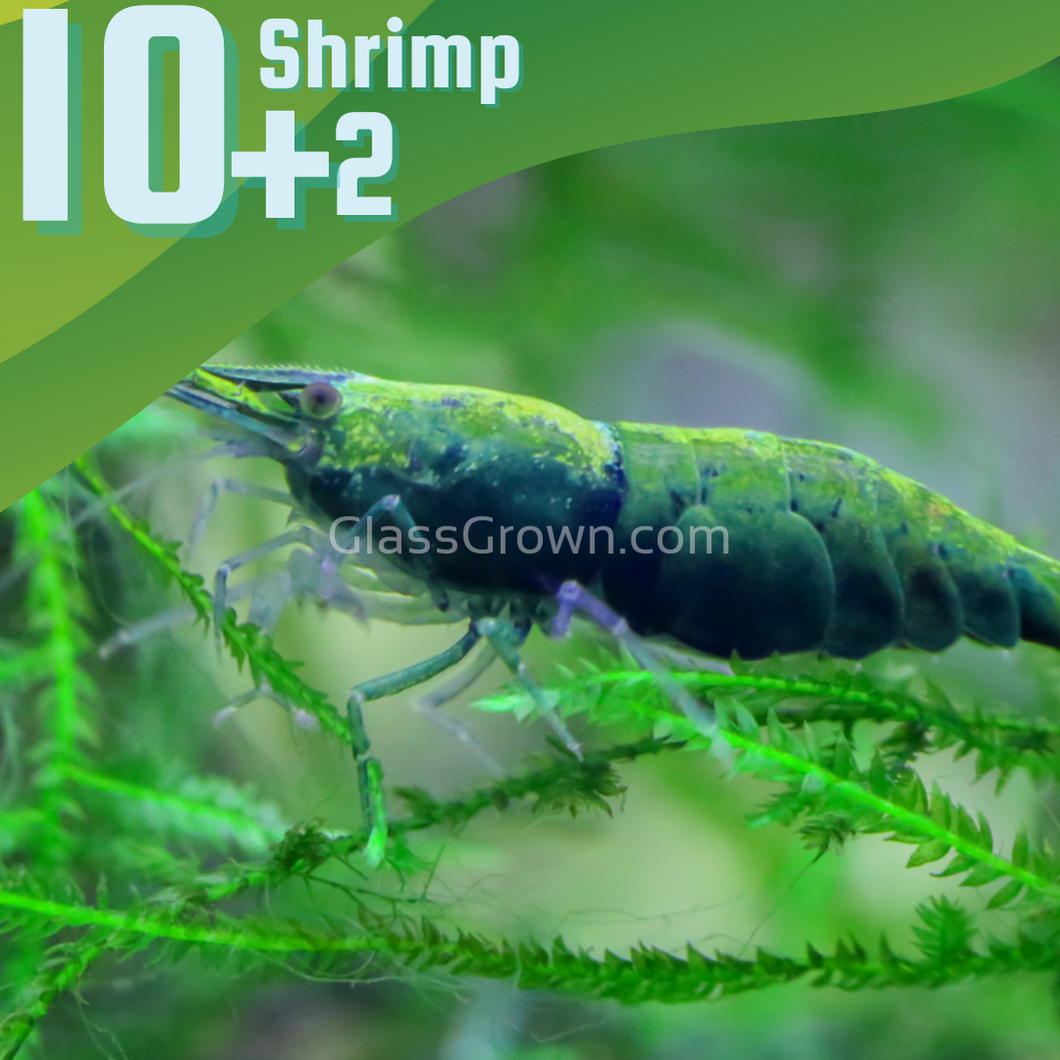 Green Jade Dwarf Shrimp 10+ Pack-Live Animals-Glass Grown-10x-Glass Grown Aquatics-Aquarium live fish plants, decor