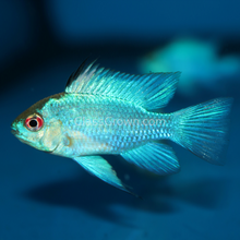 Load image into Gallery viewer, Electric Blue Ram Cichlid 3 Pack-Live Animals-Glass Grown Aquatics-School of 3-Glass Grown Aquatics-Aquarium live fish plants, decor
