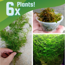 Load image into Gallery viewer, Shrimp Breeders Plant Pack-Aquatic Plants-Glass Grown-Sure!-Glass Grown Aquatics-Aquarium live fish plants, decor

