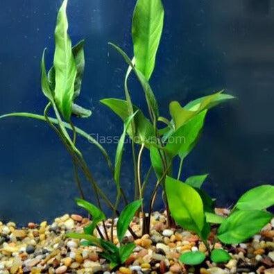 1 CENT SAMPLE Mystery Anubias-Aquatic Plants-Glass Grown Aquatics-Glass Grown Aquatics-Aquarium live fish plants, decor