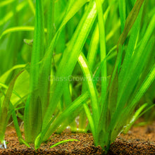 Load image into Gallery viewer, Jungle Vallisneria-Aquatic Plants-Glass Grown-Glass Grown Aquatics-Aquarium live fish plants, decor
