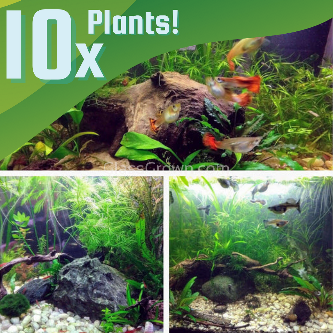 10 Tiny Plant Sampler Pack With Floaters-Aquatic Plants-Glass Grown-Ten Species Pack-No thanks!-No Thanks!-Glass Grown Aquatics-Aquarium live fish plants, decor
