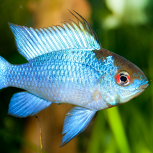 Load image into Gallery viewer, Electric Blue Ram Cichlid 3 Pack-Live Animals-Glass Grown Aquatics-School of 3-Glass Grown Aquatics-Aquarium live fish plants, decor
