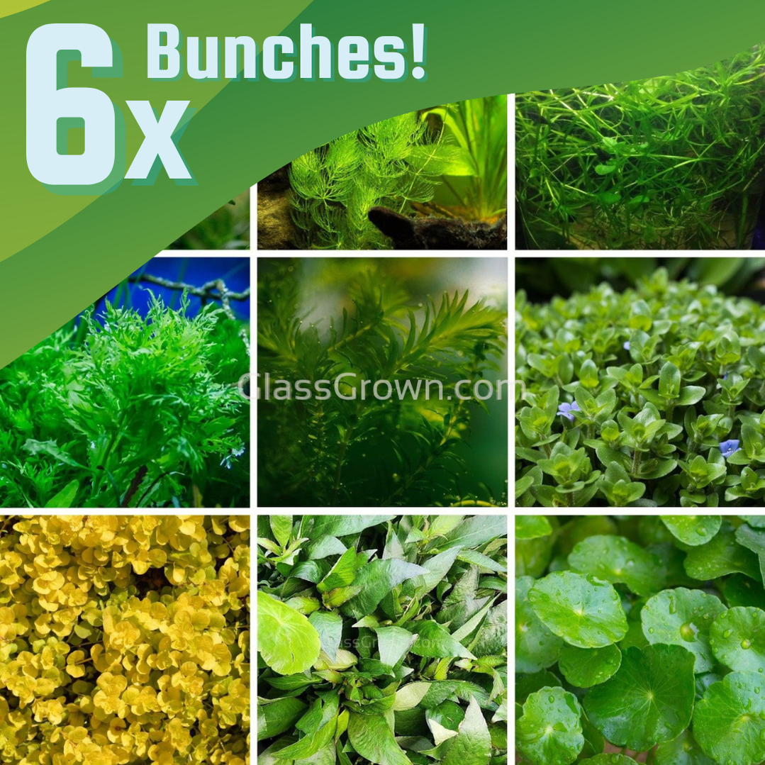 cilantro plant benefits Organic Coriander Essential Oil | USDA Organic main image 0