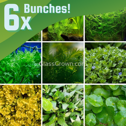 Grower's Choice Low Light Plants (6 Bunches)-Aquatic Plants-Glass Grown Aquatics-Glass Grown Aquatics-Aquarium live fish plants, decor