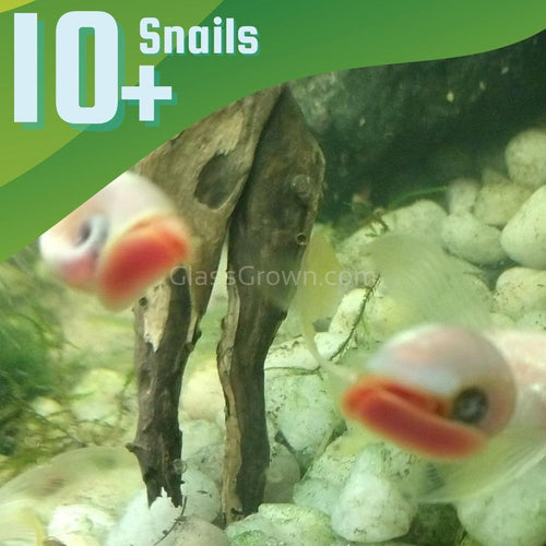 Pink Pearl Ramshorn 10+ Snails-Live Animals-Glass Grown-Glass Grown Aquatics-Aquarium live fish plants, decor
