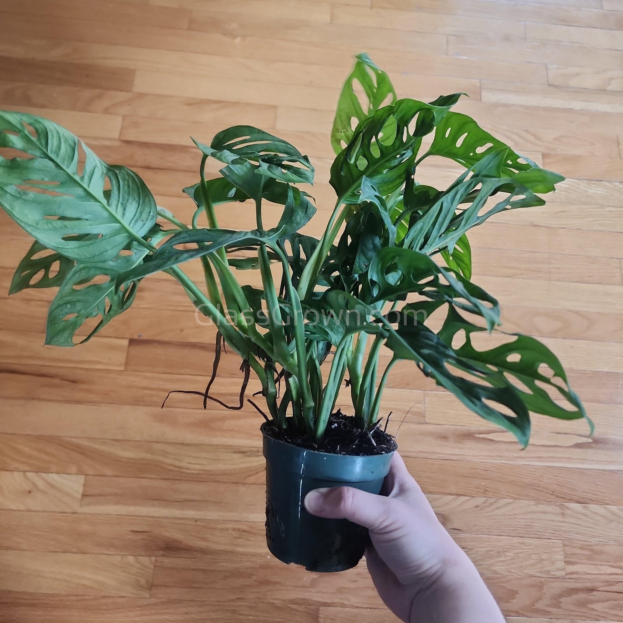 swiss cheese plant growing roots Swiss Cheese Vine Rooted Stems or Pots – Glass Grown Aquatics