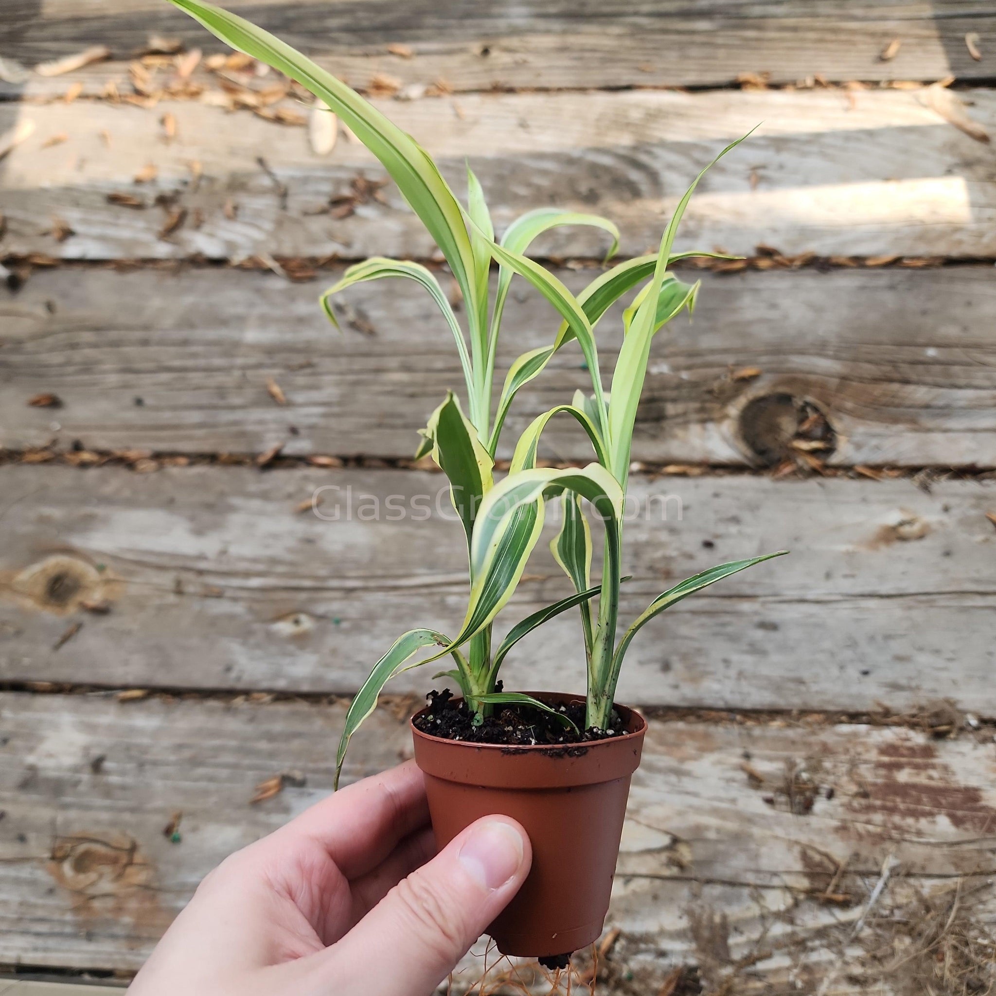 dracaena sanderiana aquatic plant Striped Lucky Bamboo 2" Pot – Glass Grown Aquatics