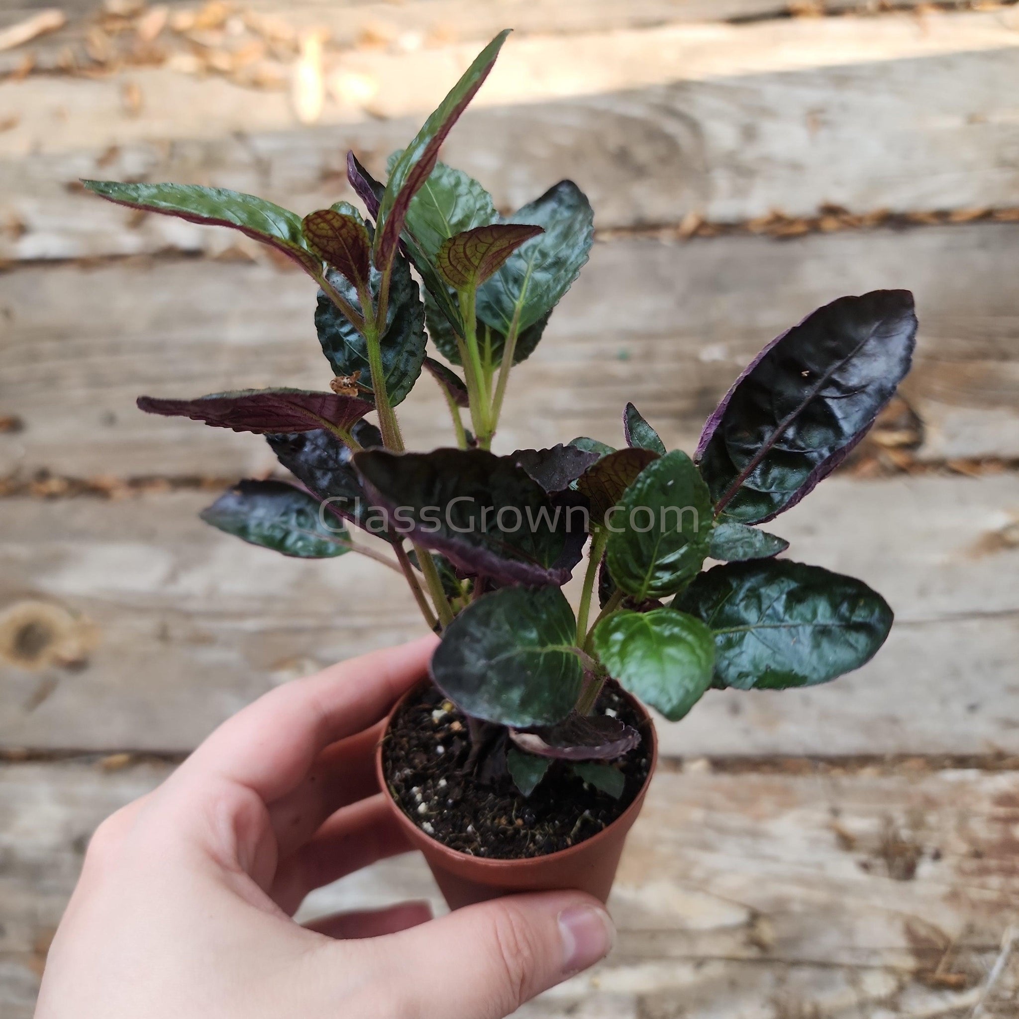 indoor purple waffle plant Purple Waffle Plant 2" Pot – Glass Grown Aquatics