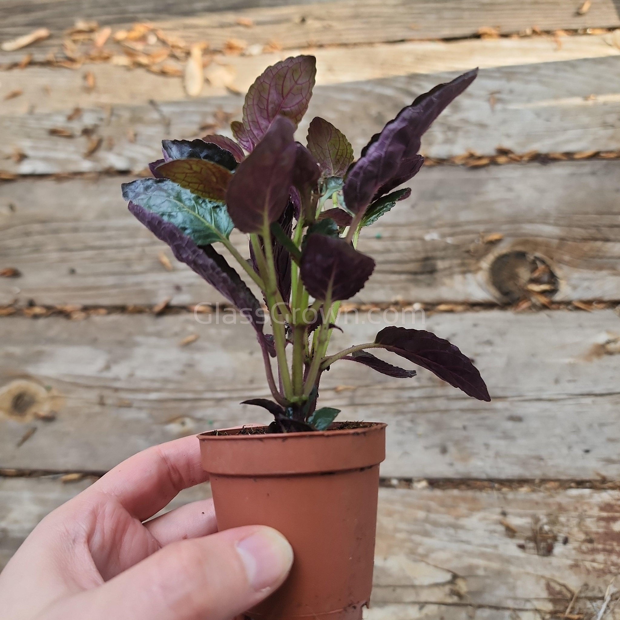 dark purple plant pot Purple Waffle Plant 2" Pot – Glass Grown Aquatics