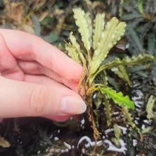 Load image into Gallery viewer, Bucephalandra Velvet Mini-Aquatic Plants-Glass Grown Aquatics-Glass Grown Aquatics-Aquarium live fish plants, decor
