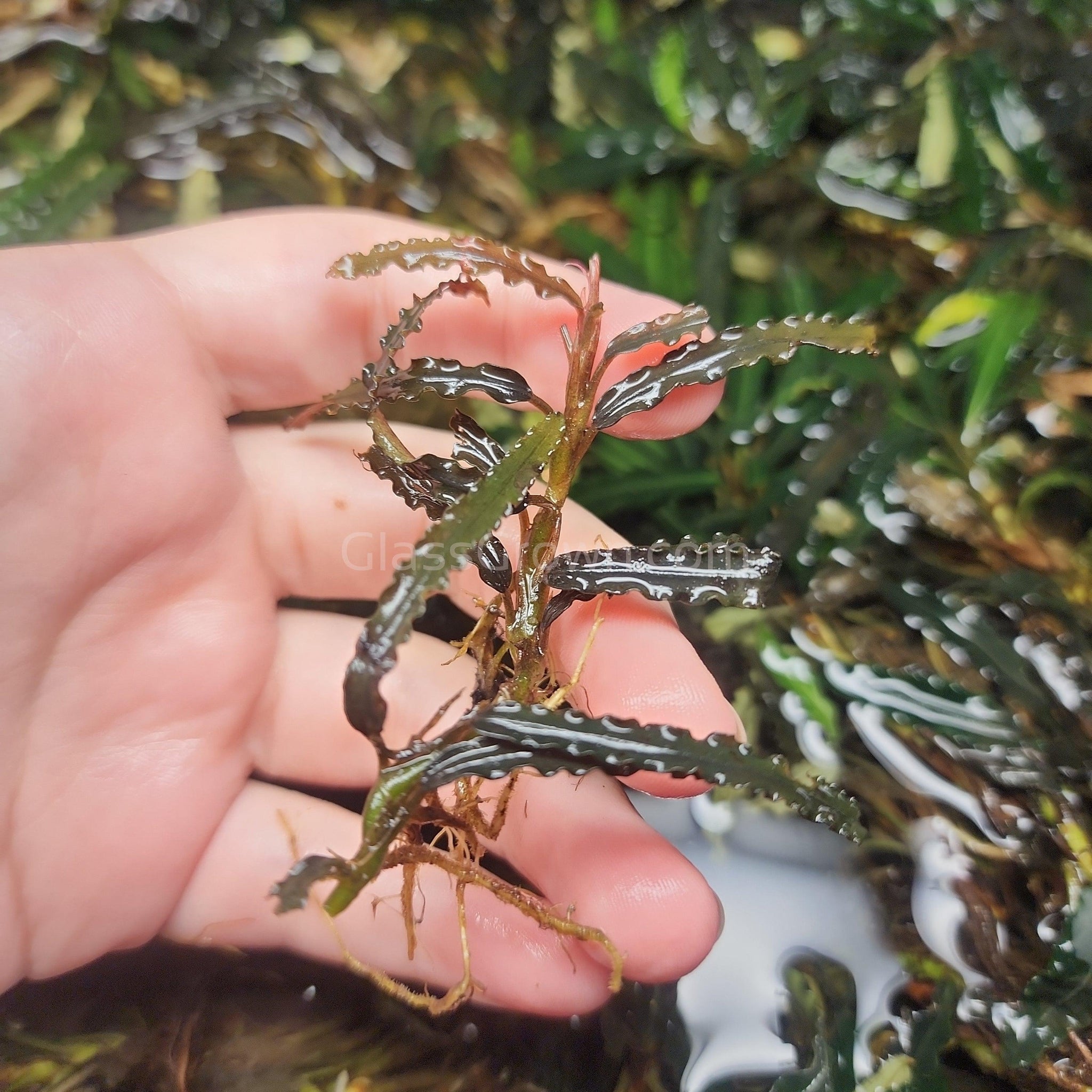 Bucephalandra Belindae Mini – Glass Grown Aquatics
