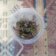 Tissue Culture Cryptocoryne Flamingo-Aquatic Plants-Glass Grown-Glass Grown Aquatics-Aquarium live fish plants, decor
