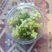 Load image into Gallery viewer, Tissue Culture Bacopa Compact White-Aquatic Plants-Glass Grown-Glass Grown Aquatics-Aquarium live fish plants, decor
