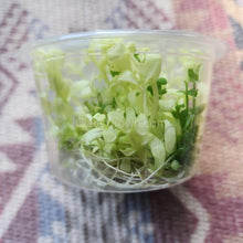 Load image into Gallery viewer, Tissue Culture Bacopa Compact White-Aquatic Plants-Glass Grown-Glass Grown Aquatics-Aquarium live fish plants, decor
