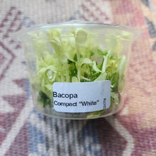 Load image into Gallery viewer, Tissue Culture Bacopa Compact White-Aquatic Plants-Glass Grown-Glass Grown Aquatics-Aquarium live fish plants, decor
