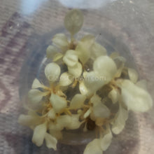 Load image into Gallery viewer, Tissue Culture Anubias White Rose-Aquatic Plants-Glass Grown-Glass Grown Aquatics-Aquarium live fish plants, decor
