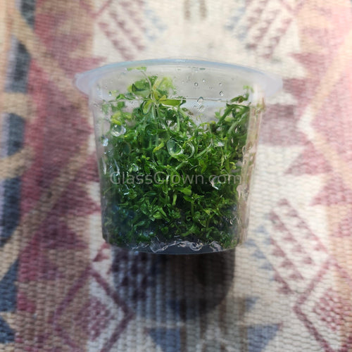 Tissue Culture Rotala Rotundifolia-Aquatic Plants-Glass Grown-Glass Grown Aquatics-Aquarium live fish plants, decor