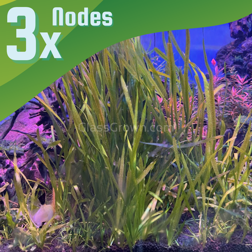 True Sagittaria Subulata 3 Rosettes/Nodes-Aquatic Plants-Glass Grown-Glass Grown Aquatics-Aquarium live fish plants, decor