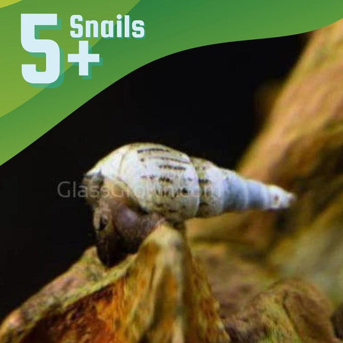 Malaysian Trumpet 5+ Snails-Live Animals-Glass Grown-Glass Grown Aquatics-Aquarium live fish plants, decor