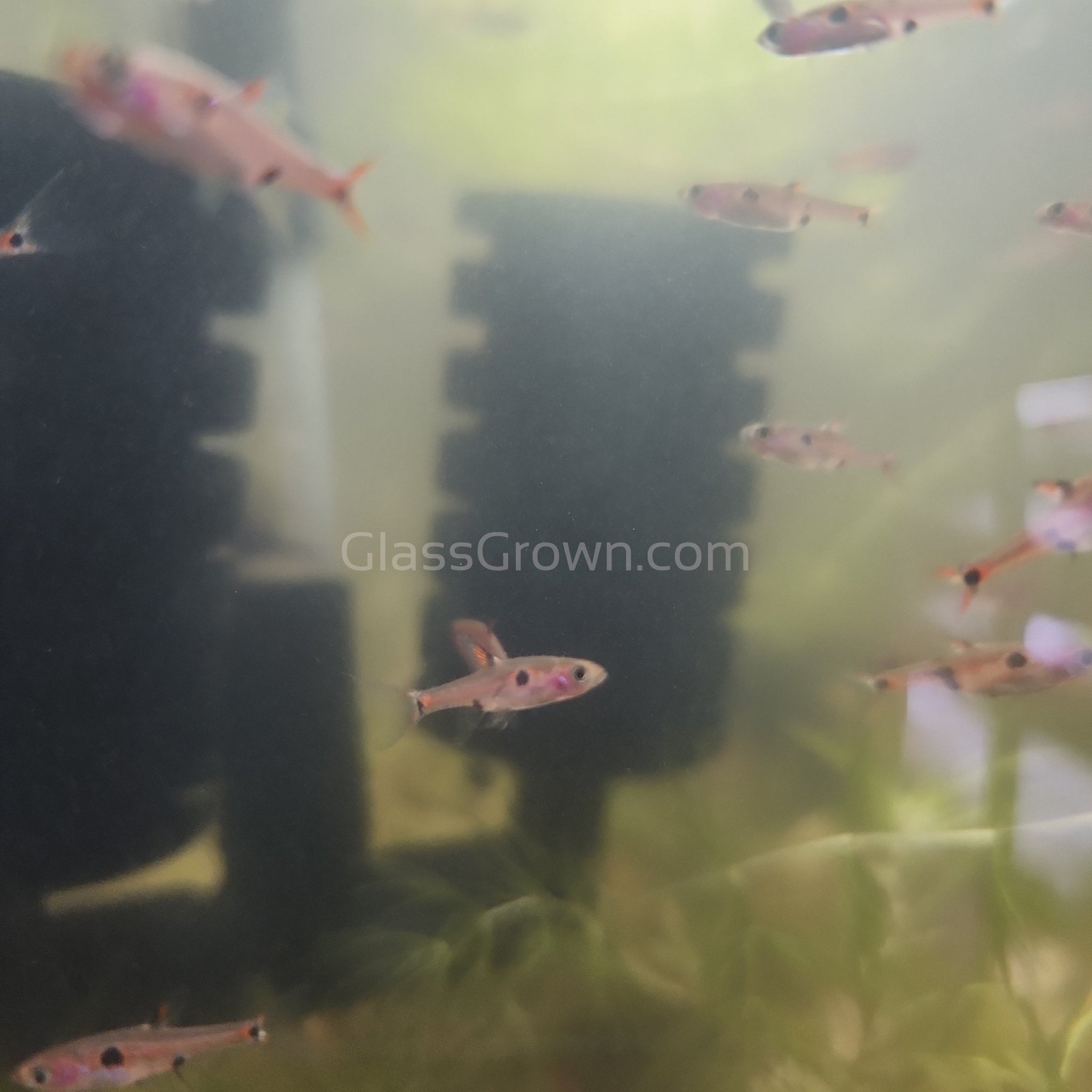 Spotted Rasboras 6 Pack – Glass Grown Aquatics