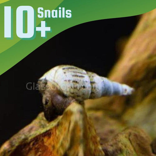 Malaysian Trumpet 10+ Snails-Live Animals-Glass Grown-Glass Grown Aquatics-Aquarium live fish plants, decor