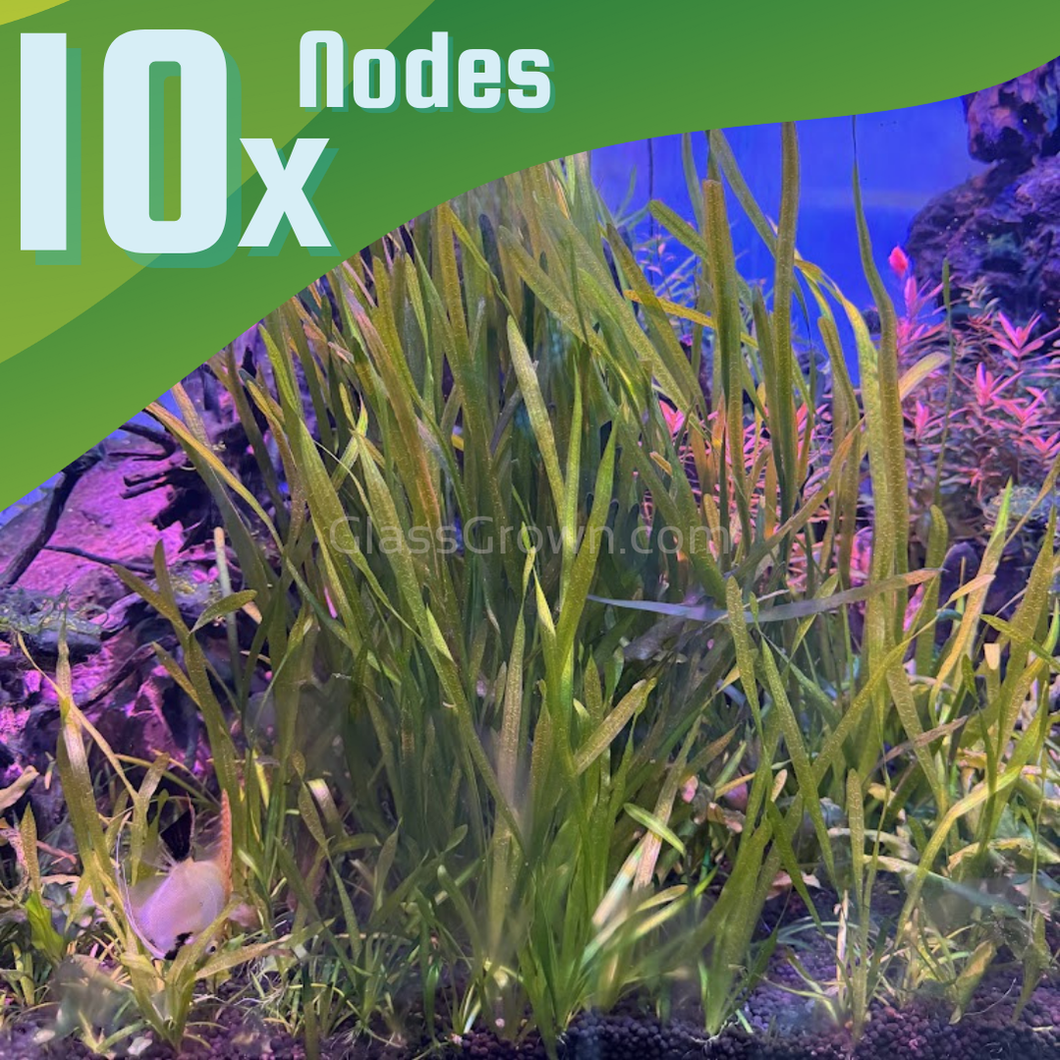 True Sagittaria Subulata 10 Rosettes/Nodes-Aquatic Plants-Glass Grown-10x Plants-Glass Grown Aquatics-Aquarium live fish plants, decor