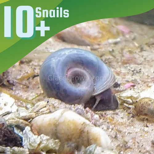 Blue Ramshorn 10+ Snails-Live Animals-Glass Grown-Glass Grown Aquatics-Aquarium live fish plants, decor