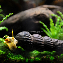 Load image into Gallery viewer, Assorted Rabbit Snails 3 Pack-Live Animals-Glass Grown Aquatics-Glass Grown Aquatics-Aquarium live fish plants, decor
